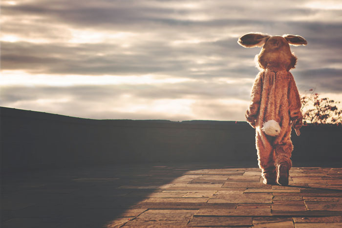If The Rabbit Suit Fits…