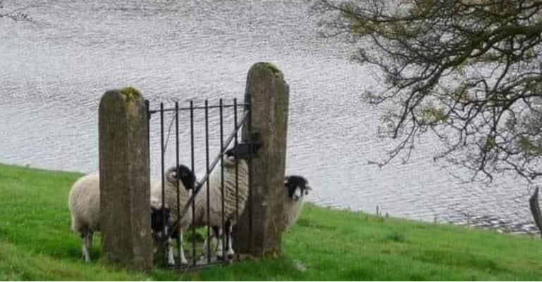 Please open the gate